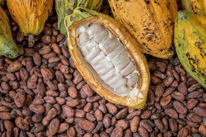 EU threatens to ban cocoa from Ghana over galamsey