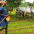 Fulani herdsmen