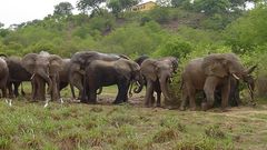 Mole National Park
