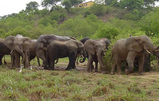 Mole National Park