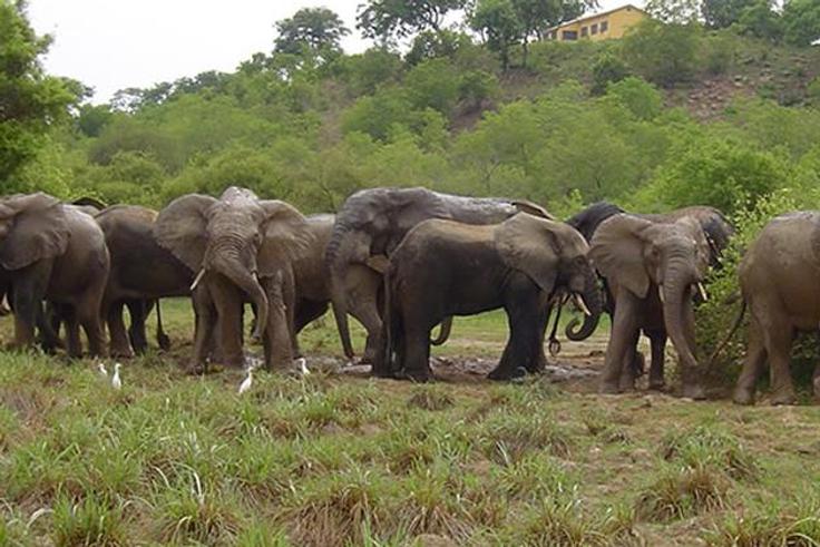 Mole National Park