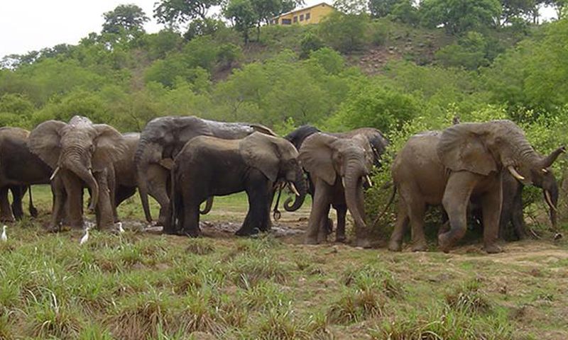 Mole National Park
