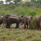 Mole National Park