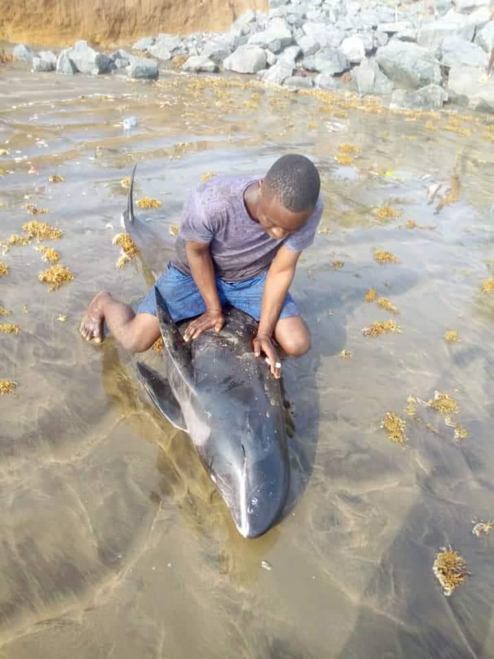 Over 80 mammals washed ashore at Axim-Bewire beach after a similar one at Osu