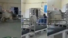 Cow walks majestically into hospital ward as if it’s on inspection tour