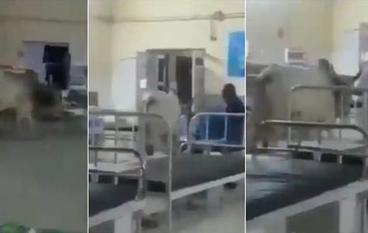 Cow walks majestically into hospital ward as if it’s on inspection tour
