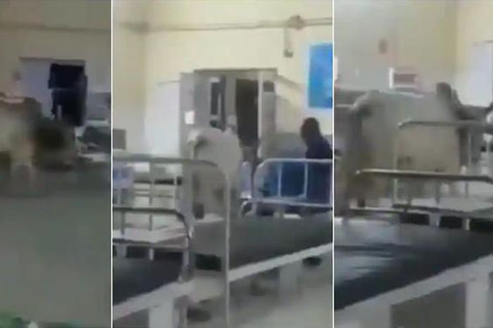 Cow walks majestically into hospital ward as if it’s on inspection tour