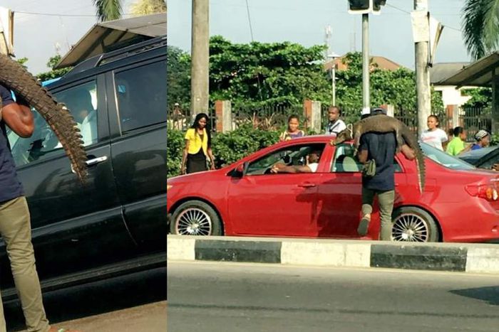 Man causes a stir as he is seen selling live crocodile in traffic