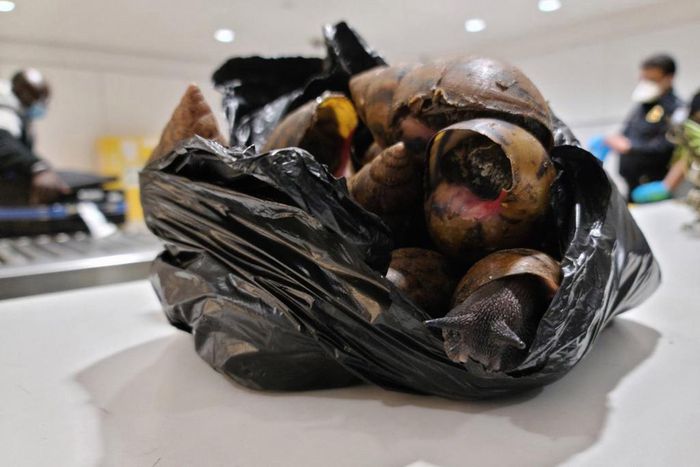 22 snails, prekese seized at JFK Airport from American who arrived from Ghana