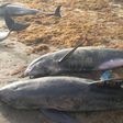 Over 80 mammals washed ashore at Axim-Bewire beach after a similar one at Osu