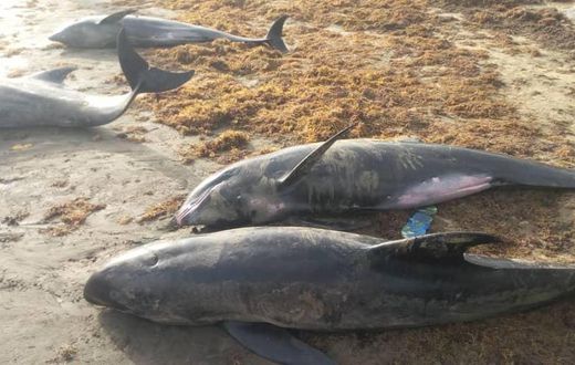 Over 80 mammals washed ashore at Axim-Bewire beach after a similar one at Osu