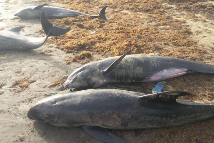 Over 80 mammals washed ashore at Axim-Bewire beach after a similar one at Osu