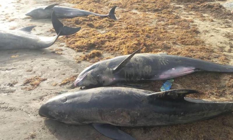 Over 80 mammals washed ashore at Axim-Bewire beach after a similar one at Osu