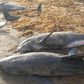 Over 80 mammals washed ashore at Axim-Bewire beach after a similar one at Osu
