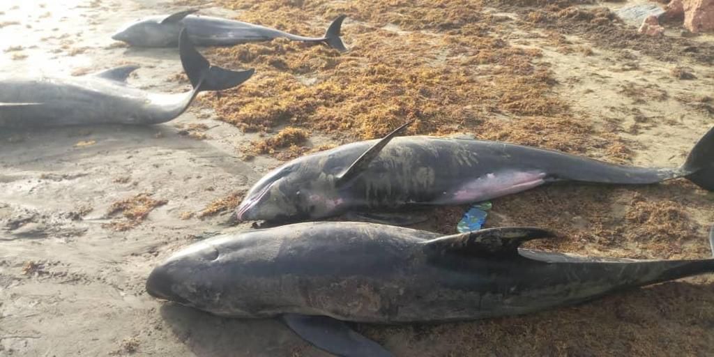 Over 80 mammals washed ashore at Axim-Bewire beach after a similar one at Osu