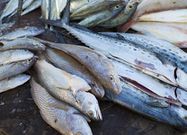 The gross income from fish sales sometimes amount to over GHc40,000