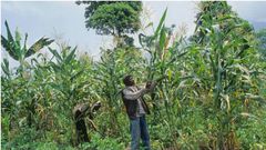 Kenyan government bans maize farming because criminals use it as hideout