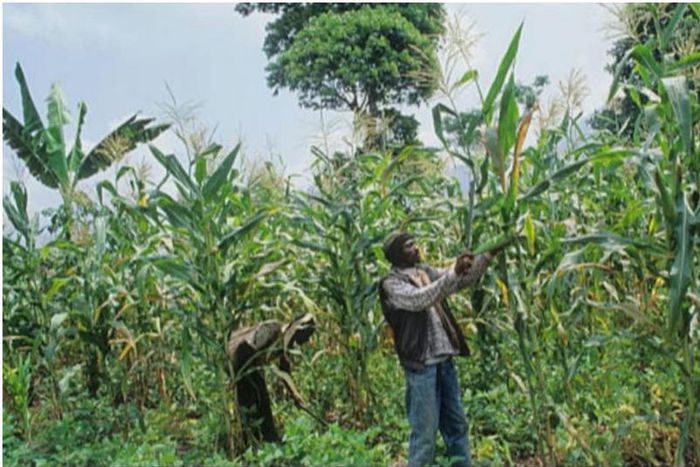 Kenyan government bans maize farming because criminals use it as hideout