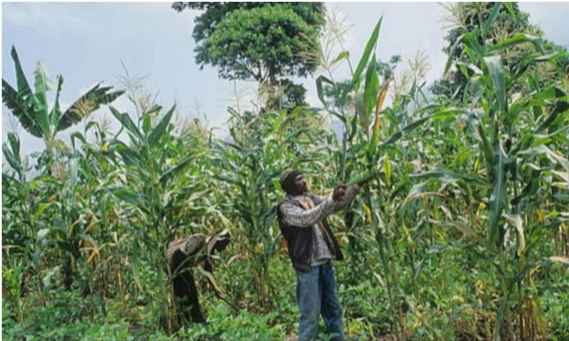 Kenyan government bans maize farming because criminals use it as hideout