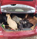 Goat stolen