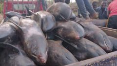 Over 80 mammals washed ashore at Axim-Bewire beach after a similar one at Osu