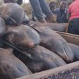 Over 80 mammals washed ashore at Axim-Bewire beach after a similar one at Osu