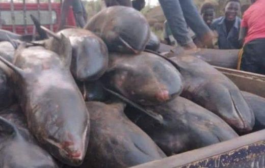 Over 80 mammals washed ashore at Axim-Bewire beach after a similar one at Osu