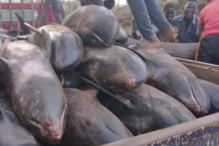 Over 80 mammals washed ashore at Axim-Bewire beach after a similar one at Osu