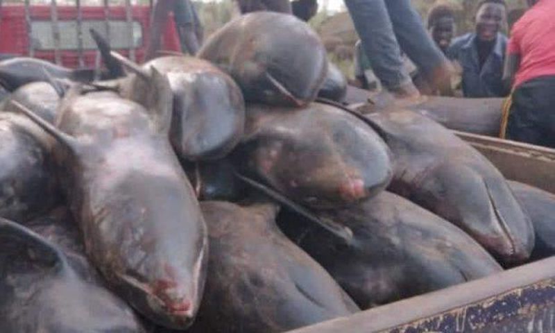 Over 80 mammals washed ashore at Axim-Bewire beach after a similar one at Osu