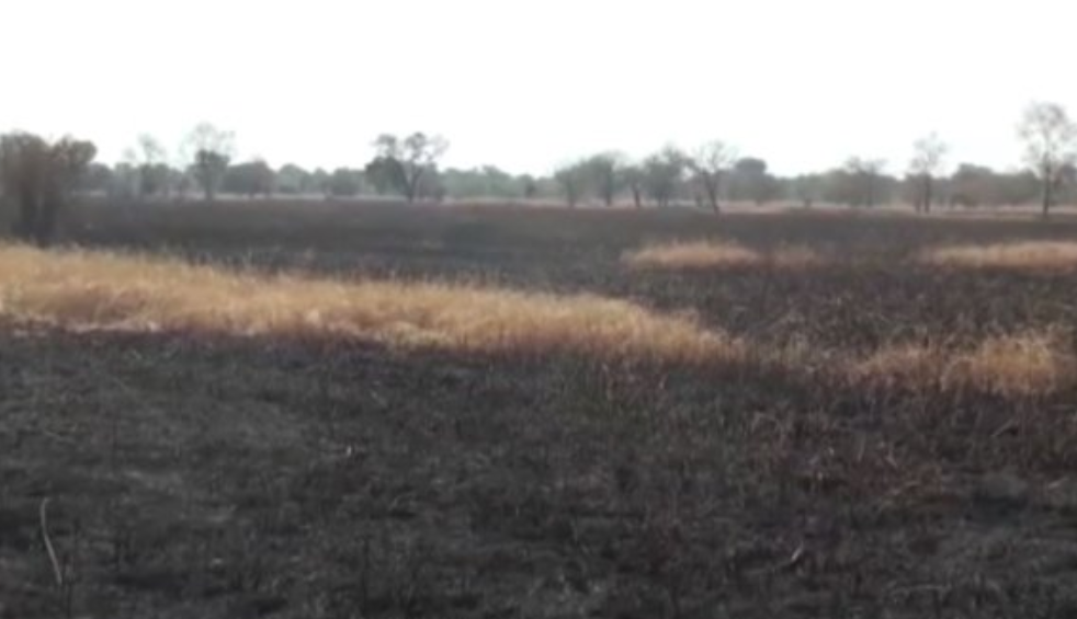 Acre Rice Farm Belonging To Tamale Ndc Chairman Set Ablaze Pulse Ghana