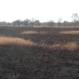 413-acre rice farm belonging to Tamale NDC chairman set ablaze