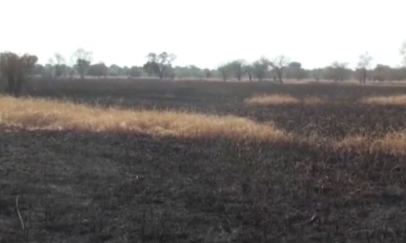 413-acre rice farm belonging to Tamale NDC chairman set ablaze
