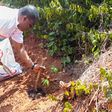 Church of Pentecost to plant one million trees nationwide for environmental preservation