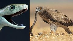 Man bitten by snake dropped on him by flying eagle which returned to pick