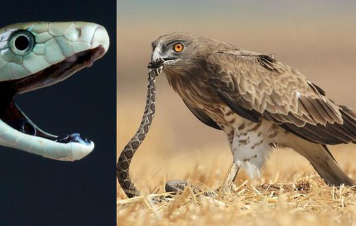 Man bitten by snake dropped on him by flying eagle which returned to pick