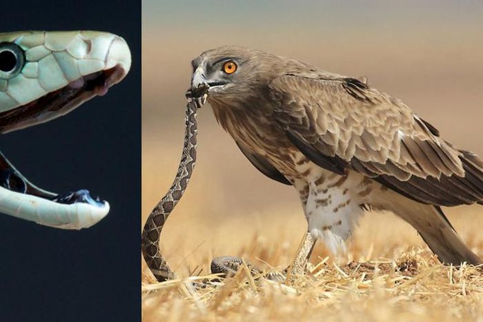 Man bitten by snake dropped on him by flying eagle which returned to pick