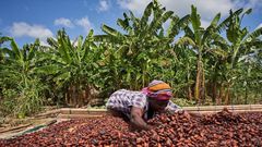 Ghana is the second largest producer of Cocoa in the world