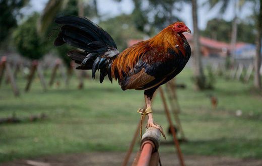 Police preparing to take arrested cockerel to court for killing owner during cockfight