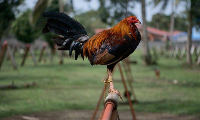 Police preparing to take arrested cockerel to court for killing owner during cockfight