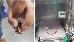 Man takes injured cockroach to veterinary hospital for treatment