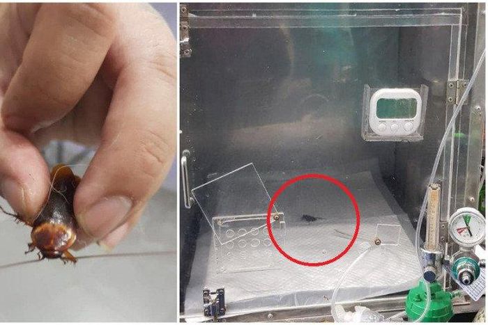 Man takes injured cockroach to veterinary hospital for treatment