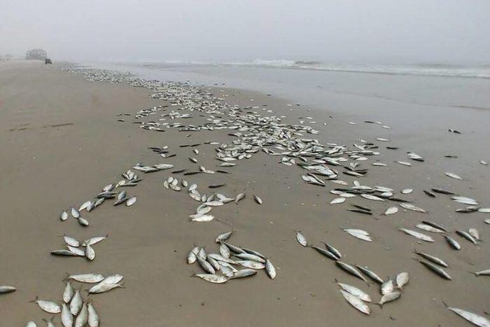 Dead fishes at Osu beach