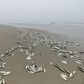 Dead fishes at Osu beach