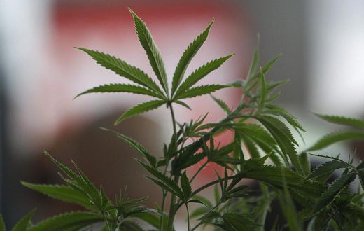 A Cannabis plant is pictured at the "Weed the People" event as enthusiasts gather to celebrate the legalization of the recreational use of marijuana in Portland, Oregon