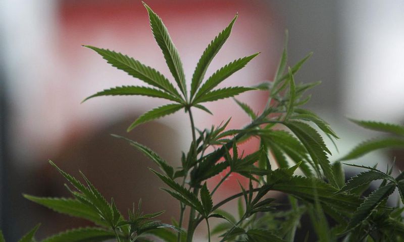 A Cannabis plant is pictured at the "Weed the People" event as enthusiasts gather to celebrate the legalization of the recreational use of marijuana in Portland, Oregon