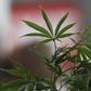 A Cannabis plant is pictured at the "Weed the People" event as enthusiasts gather to celebrate the legalization of the recreational use of marijuana in Portland, Oregon