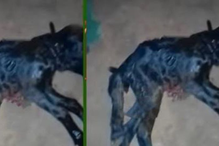 Goat gives birth to a kid with 2 heads and 6 legs at Dormaa Kofi Badukrom