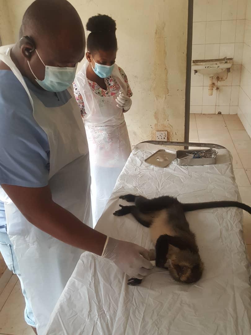 Monkey delivers baby through C-section at Kumasi Zoo