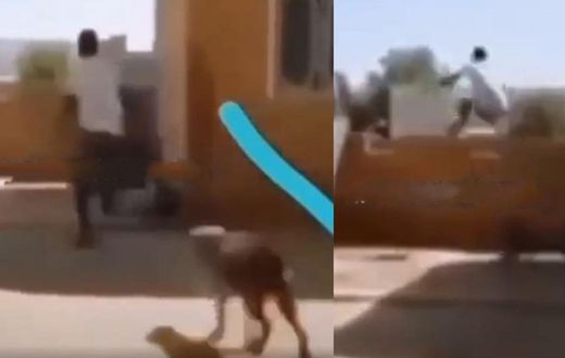 Man being chased by wild bulldog jumps over tall fence wall without touching it