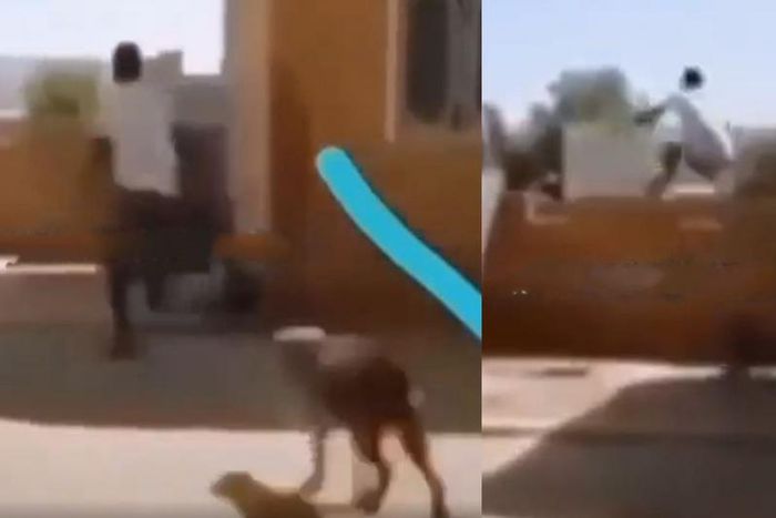Man being chased by wild bulldog jumps over tall fence wall without touching it